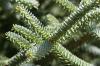 IMG 7626 Pinsapo